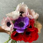 非公開: Bouquet/Anemone