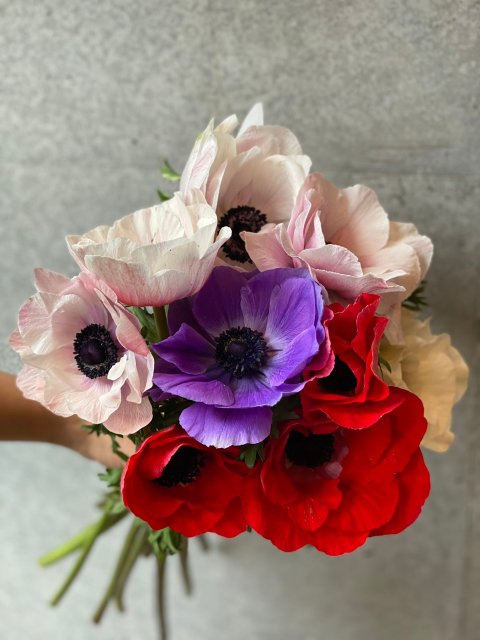 Bouquet/Anemone