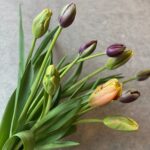 非公開: Bouquet/Tulip