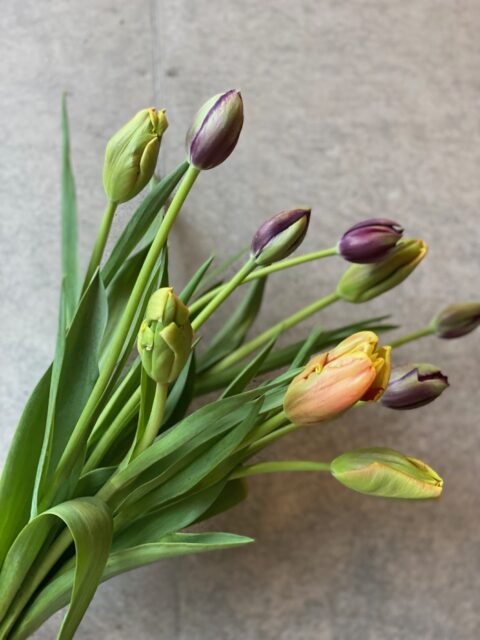 Bouquet/Tulip